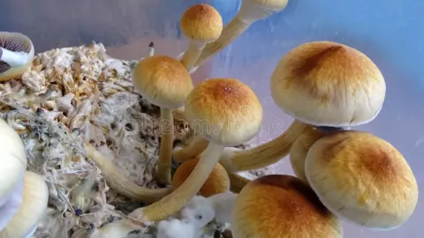 Magic mushrooms