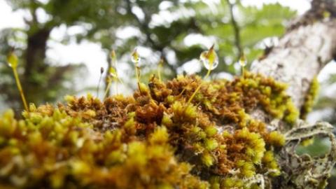 Mosses