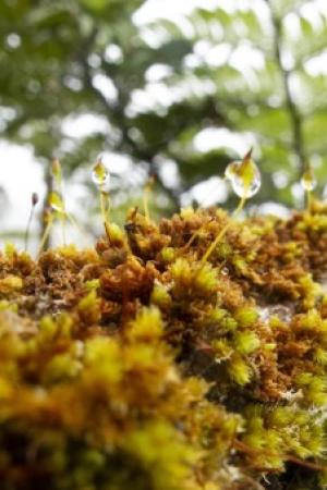 Mosses