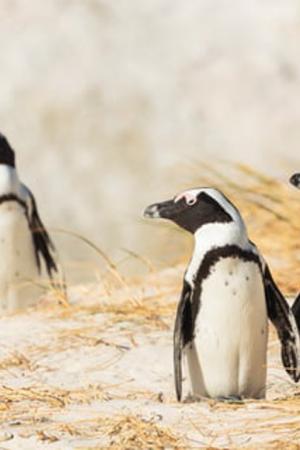 Penguins