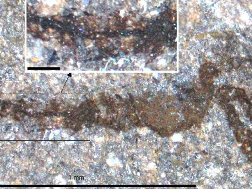462 million year fossil