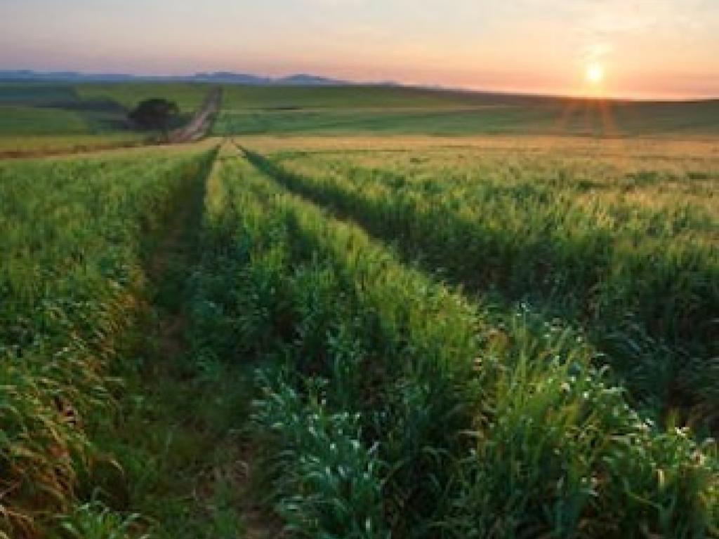 agriculture