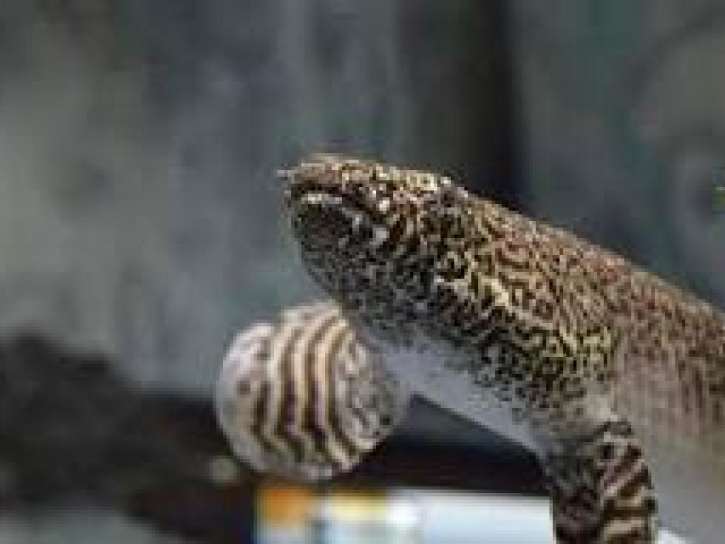 air-breathing fish