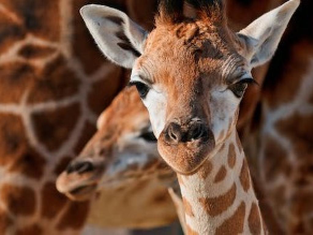 giraffe