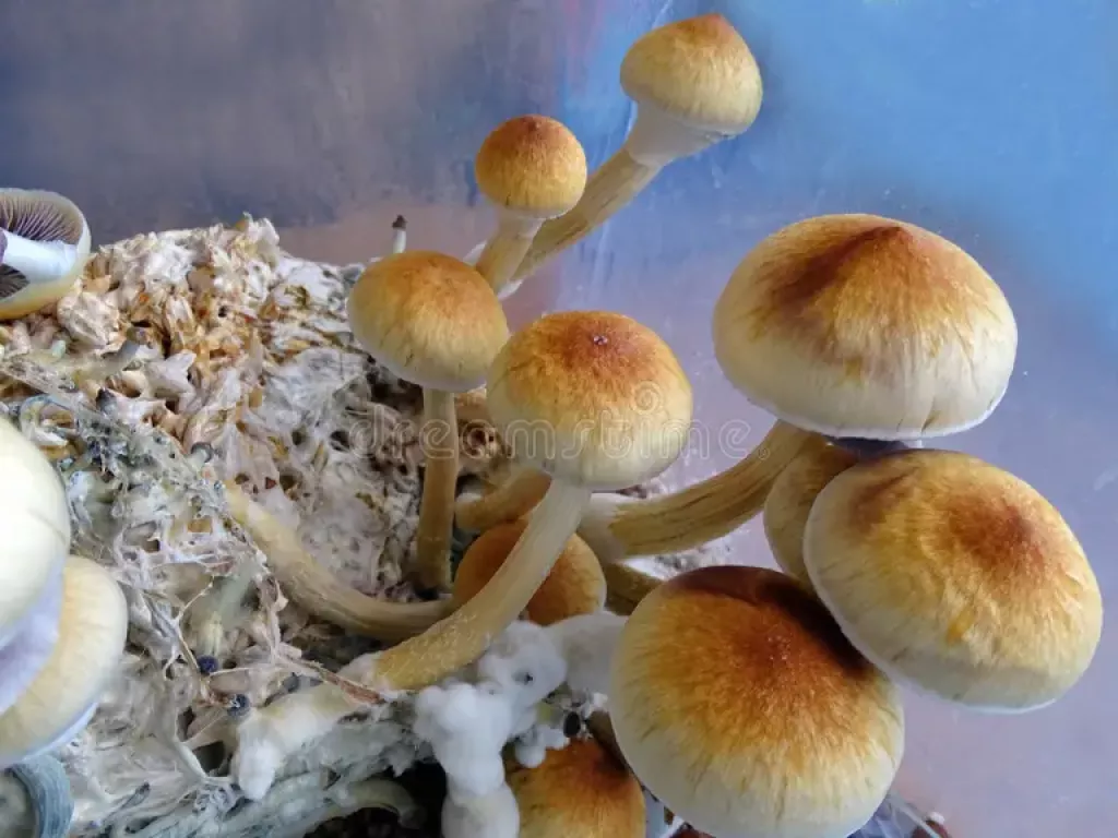 Magic mushrooms