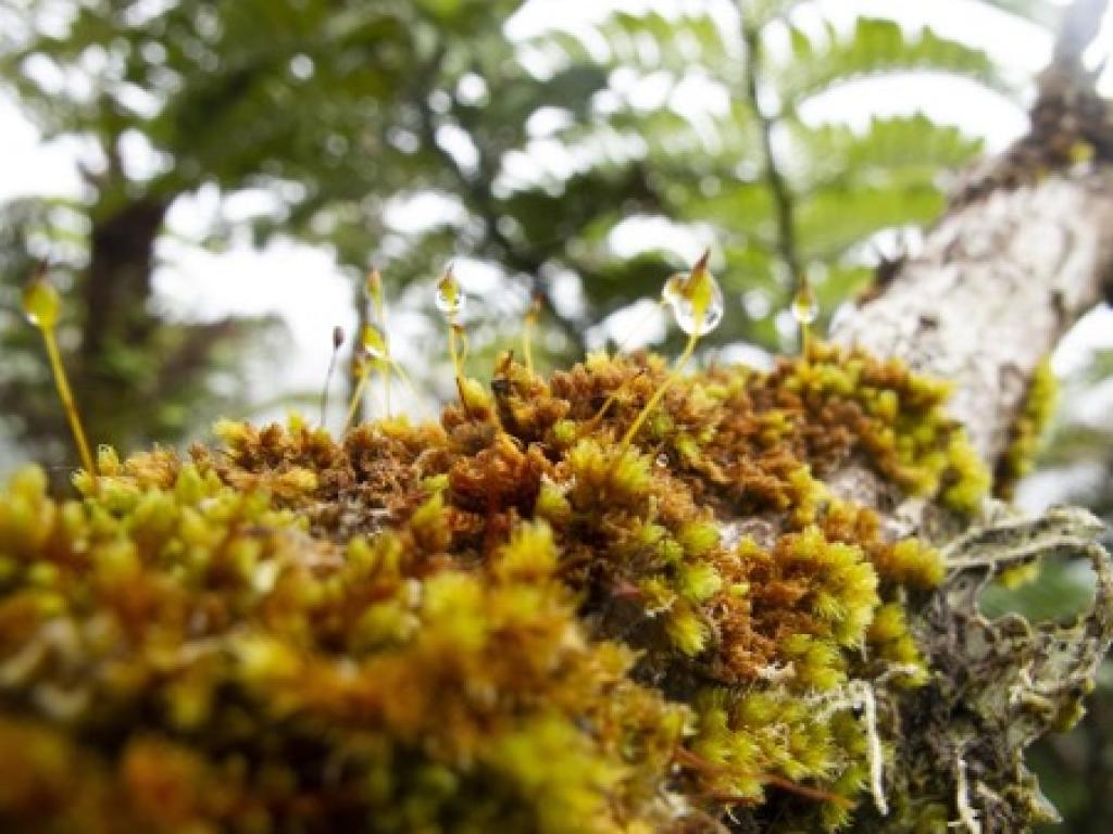 Mosses