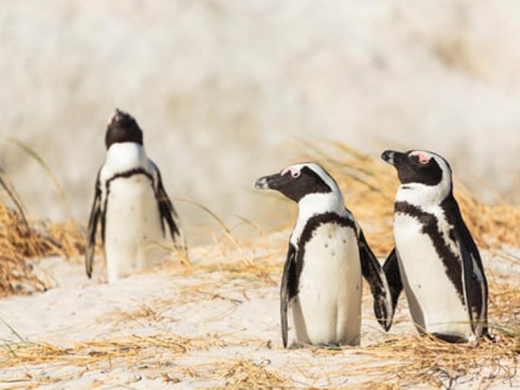 Penguins