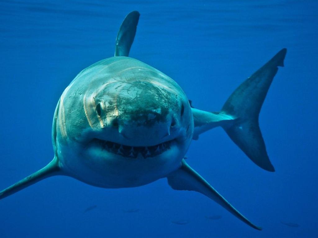 Shark