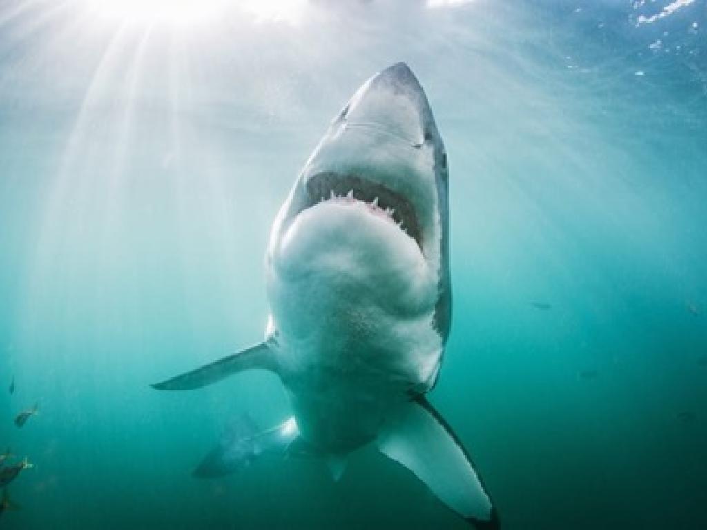 Great white shark