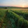 agriculture