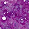 Gut Bacteria