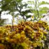 Mosses