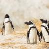 Penguins